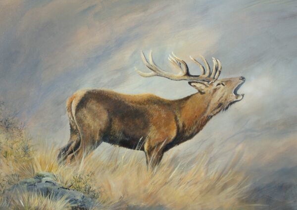 A3 cropped Print Red Stag