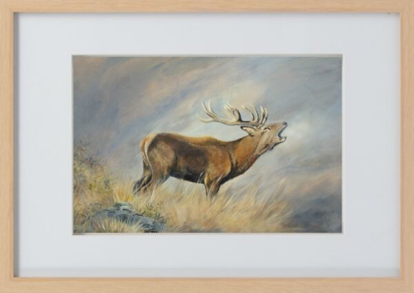 Roaring Red Stag in Frame